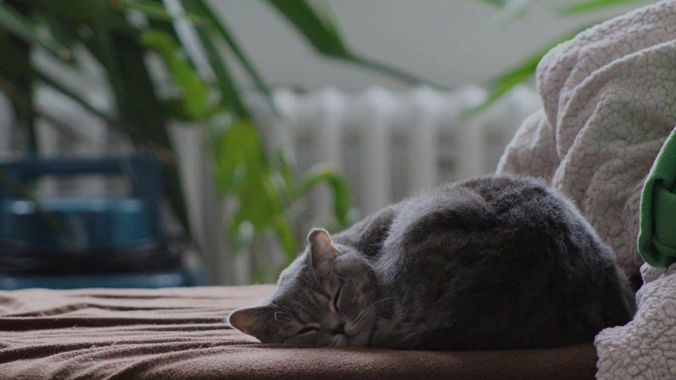 良友电台使我安然入睡